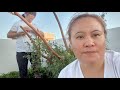 Harvesting cherry tomatoes| Lou Espinosa channel