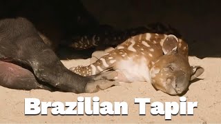 Brazilian Tapir: Part Cow, Part Elephant, All Charm