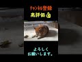 サクラとチャム朝のひと時