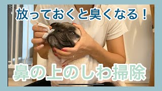 パグの鼻の上のシワ掃除　パグのおまめの毎日　Its OMAME The Pug