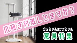 カリモク家具　新横浜ショールーム　8F ネコちゃん\u0026ワンちゃん家具特集