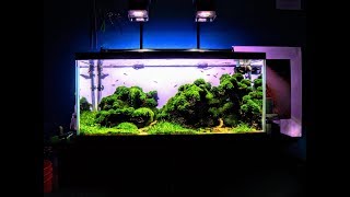 Iceland Aquascape 150 Liter Planted Aquarium 2016 | Aquascaping