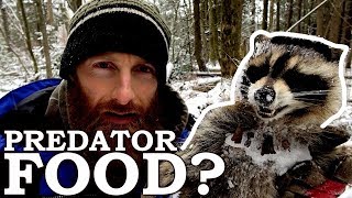 Experiment: Which Predator Eats this Dead Raccoon?