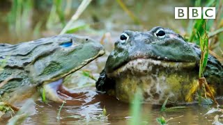 African GIANT bullfrogs battle for a mate | The Mating Game – BBC