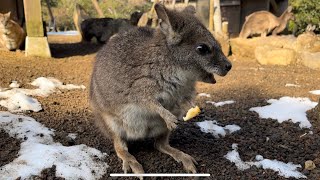 シャボテン公園　パルマワラビーエサやり