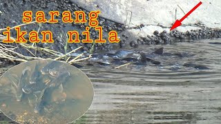 MAIN KETAPEL IKAN!!!DI SARANG IKAN NILA PINGGIR JALAN RAYA||PASER SLINGSHOT