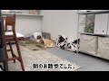 洗濯物してたら必ず見にくるモルモットもるちゃん