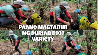 DURIAN D101 VARIETY ISA SA MASARAP NA VARIETY NG DURIAN.DURIAN FARMING 2024