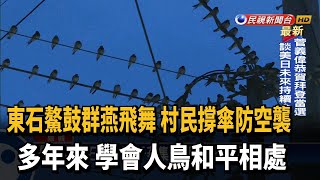 東石鰲鼓村「千燕亂舞」 民眾提防糞彈有奇招－民視台語新聞