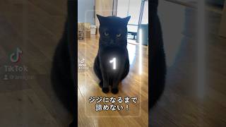 ジジになるまで諦めない！次こそは！#shorts #黒猫 #ジブリフィルター #ジブリ #blackcat