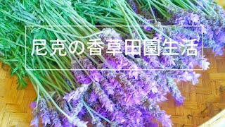 薰衣草花海：2020 葛瑞絲香草田的花況佳！