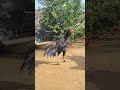 kaki punju కాకి sandeepsanaboina sankranthi kaki punju rooster fighter konaseema birds