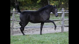 Straight Egyptian Black filly HU SHAITIKKA at Hughes Arabians