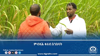 ብጀኖሳይዳዊ ኲናት ጠፊኦም ዝነበሩ ኣግራባት ትግራይ ዳግም ብምብዛሕ ሕፅረት ቀለብ እንስሳት ይቃለል ከም ዘሎ ተገሊፁ | ቴሌቪዥን ትግራይ