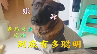 养一只800个心眼的马犬是什么体验？这智商开挂了！只差不会说话