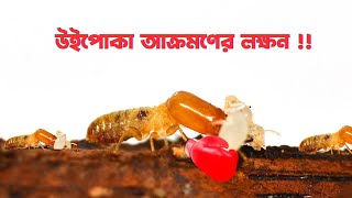 উইপোকা আক্রমণ করলে বোঝার উপায় কি? উইপোকা আক্রমণের লক্ষন কি? উইপোকা মারার উপায় কি? Termite control.