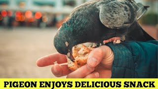 Pigeon Enjoys Delicious Snack,But Wait Until You See What Happens Next!| Birds eating food