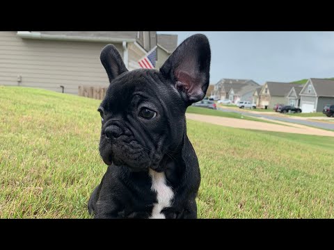 Are black Frenchies rare?