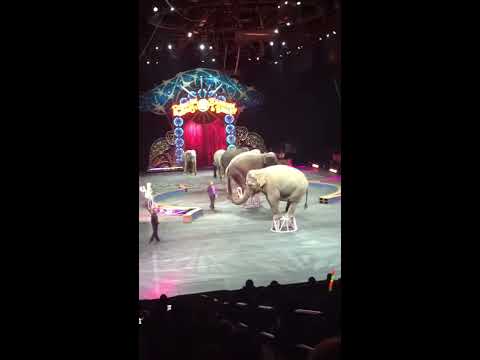 Ringling Bros. B&B Circus 1/27/2016 - YouTube