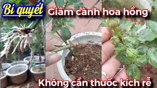 Bí quyết giúp bạn giâm cành hoa hồng thành công mà không cần kích rễ