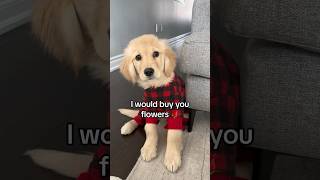 Would you be my friend? 🥹🌹 #puppy #goldenretriever #puppyvideos #dog #dogs