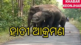 ହାତୀ ଆକ୍ରମଣ #live #news #new #video #elephant #jungle #forest #attack #subscribe #youtube #youtuber