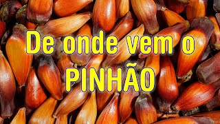 Dica: De onde vem o pinhão?