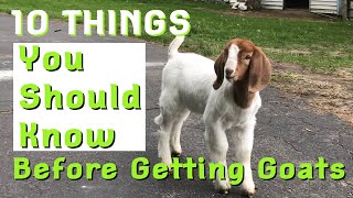 10 Things You Need To Know Before Getting Into Goats