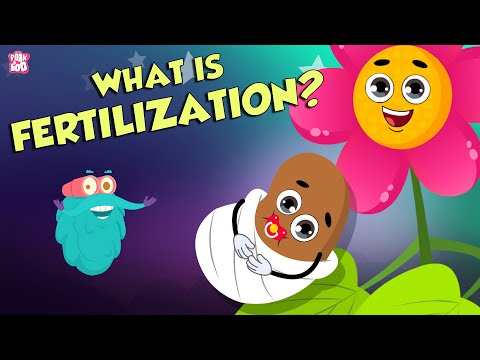 What is fertilization class 7th?