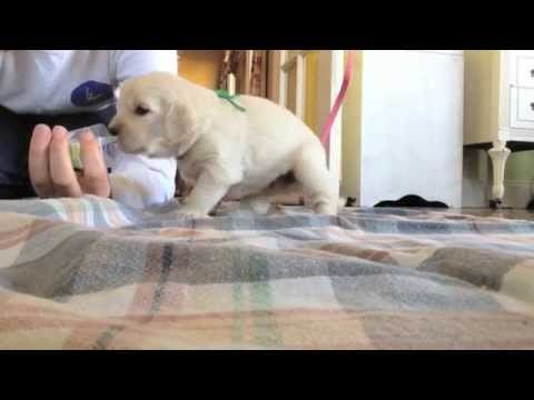 Training a Diabetic Alert Dog - Birth to 8 Months Training a Diabetic Alert Dog - Birth to 8 Months