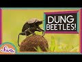 Dung Beetles and Their Big Balls of Poop!