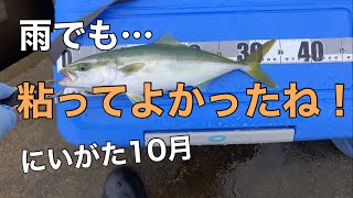 【新潟の釣り】雨でも粘って良かったね！の巻