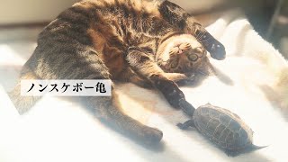 猫が亀を愛でる瞬間を激写【cats love turtle】