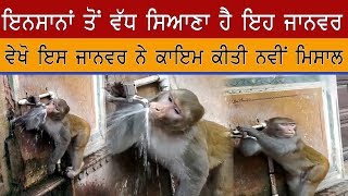 ਇਨਸਾਨਾਂ ਤੋਂ ਵੱਧ ਸਿਆਣਾ ਹੈ ਇਹ ਜਾਨਵਰ | Aone News |