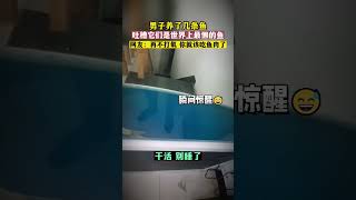 男子养了几条鱼 吐槽它们是世界上最懒的鱼 网友：再不打氧 你就该吃鱼肉了