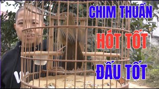 HM 5289 - Chim họa mi thuần, đấu tốt, hót tốt, đuôi xòe, chơi chánh (giá 6tr) | Hoạt Họa Mi