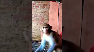 monkey munni funny video🤣 (1231)#shortviral  #shorts #funnyanimal #monkeylover