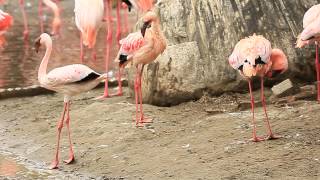 Lesser Flamingo 小紅鶴