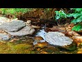 Magical Forest Natural View of Soft Water Flow-Sounds Provide Instant Relaxation and Remedies Stress