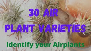 30 AIR PLANT VARIETIES | IDENTIFY YOUR AIR PLANTS