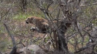 Leopard hunting Warthog Fail: Tshokwane