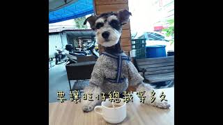 Schnauzer雪納瑞【旺仔成長日記】旺仔總裁等早餐-9個月