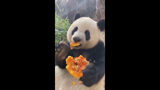 最新! 熊猫界第一吃播小馨太漂亮可爱了! 好想给她穿个围兜😍New! Close-Up: Panda Food Blogger Xiao Xin, Too Cute! #Shorts