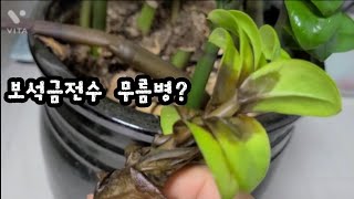 과습?  죽어가는 식물 살리기