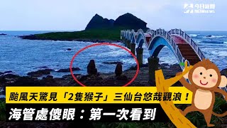 颱風天驚見「2隻猴子」三仙台悠哉觀浪！海管處傻眼：第一次看到｜NOWnews