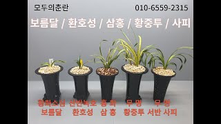 01.27 황화소심 보름달, 산반녹호 환호성, 홍화 삼홍, 무명 황중투, 무명 사피