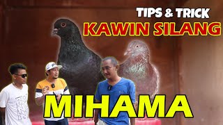 TIPS PENJODOHAN MERPATI ALA TIM MIHAMA PEKALONGAN