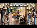 Hamara Bakra Bahut Pyara Hai 🐐 | @sadimkhan03 @mariakhan.03