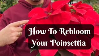 How to Rebloom Your Poinsettia