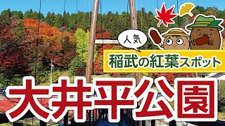 【愛知｜稲武の紅葉02】「大井平公園」人気紅葉スポット【ひろガリ工房】